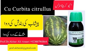 Urnination pain پیشاب کی بندش اور درد کی سواHomeopathic medicine Cu Crubita Citrullus Q [upl. by Reifnnej]