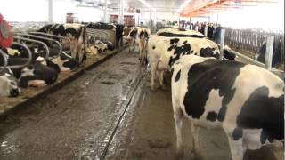 Ferme laitière Valremi de SaintCuthbert [upl. by Auhsaj904]