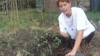 Planting Peas  Claires Allotment part 29 [upl. by Okihcim670]