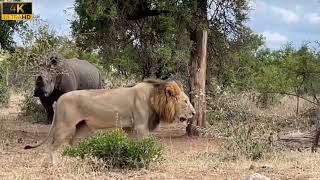 Lion Vs Rhino 4K Video  Lion Vs Rhino Fight  Wild life [upl. by Sosna]