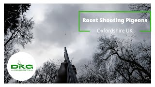 Roost Shooting Pigeons in Oxfordshire Wood Pigeon Shooting UK [upl. by Sapphera]