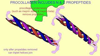 REGULATION OF COLLAGEN PRODUCTION [upl. by Acus]