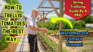 Master Tomato Trellising with a World Record Grower Tips amp Advice [upl. by Lekzehcey815]