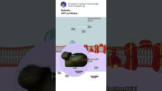 How ATP synthase works ATPsynthase electrontransportchain shorts medicalmemes [upl. by Enert]