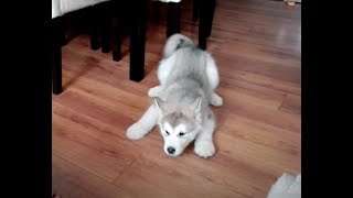 Alaskan malamute puppy talk [upl. by Llewxam]