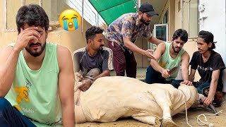 ALHAMDULILLAH APNI COW KO QURBAN KARDIA 😭 EMOTIONAL  MISHKAT KHAN [upl. by Evita]