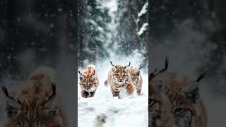 Adorable Trio Lynx Kittens Discover the Wild [upl. by Llertal]