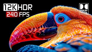 12K HDR  12K Video ULTRA HD 240 FPS Dolby Vision [upl. by Emlyn]