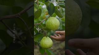 Grow Guava Tree From Cutting Using Aloevera plants shorts farming [upl. by Cestar245]