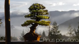 Japanese white pine bonsai FULL work step by step BIG Pinus parviflora tree [upl. by Allis]