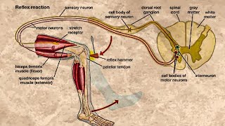 CLASSIFICATION OF REFLEXES [upl. by Teeter559]