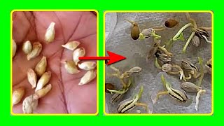 How to Germinate Orange Seeds Fast Orange Seeds Germination With Paper Towel [upl. by Alleras279]