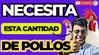 ✍🏼 Cuántos POLLOS de ENGORDE necesito para ser RENTABLE 🧐 [upl. by Aneger343]