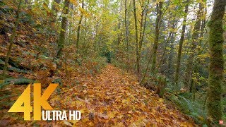 Autumn Forest Walk Trail  4K UHD Fall Nature Walk Video with Music  Episode 2 [upl. by Ayouqat]