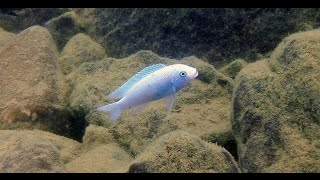 Nakantenga Island Lake Malawi Cichlids  Maleri islands  HD Underwater Footage [upl. by Minica]