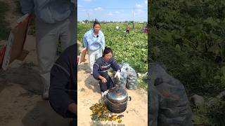 Pumpkin harvesting from farm 🎃🎃 amp boiled pumpkin shorts pumpkin youtubeshorts [upl. by Russom]