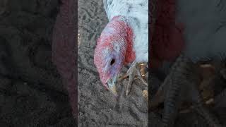 Turkey in Wroclaw zoo birdlover birdslover индюк птичка poland 624 [upl. by Eichman]