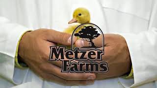 Order Ducklings amp Goslings from Metzer Farms [upl. by Elwina]