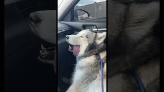 Funny Dogs of TikTok Funny Things  2021  Wouwou shorts dogs [upl. by Dannica]