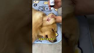 Ear mites in dogs will not heal on their own It is important to clean the ears of cats and dogs at [upl. by Adamsun]