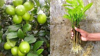 How to propagate lemon tree from cuttings  lemon tree cuttings easy method [upl. by Deckert]