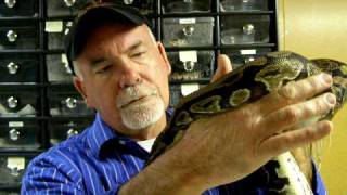 Brian Gundy With His 5000 Gram Female Ball Python [upl. by Dupuy]