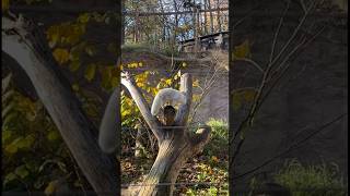 Arctic fox at Skansen [upl. by Nivat]