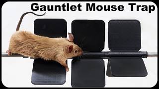 Can Mice Beat The Spinning Gauntlet Mouse Trap Amazing New Design Mousetrap Monday [upl. by Assetak]