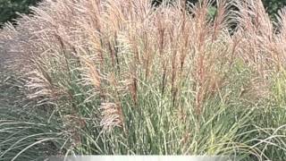 Miscanthus sinensis variegatus Maiden grass [upl. by Ardnod]