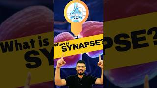 Synapse  What is Synapse  Synapse kise kahte hai  synapse biology shorts neurology [upl. by Ahsimik]