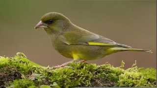 CD CANTO DEL VERDERÓN carduelis chloris [upl. by Elsey455]