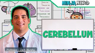 Neurology  Cerebellum Anatomy amp Function [upl. by Guendolen]