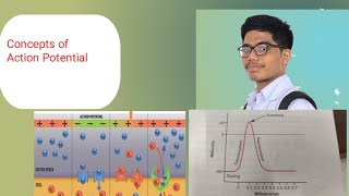 Action Potential  Phases of Action Potential Concepts [upl. by Yraeg440]