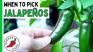 When To Harvest Jalapeño Peppers  How To Know Theyre Ready  Pepper Geek [upl. by Eural]