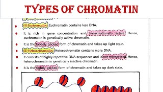 Types of chromatin  Euchromatin  Heterochromatin [upl. by Halehs]