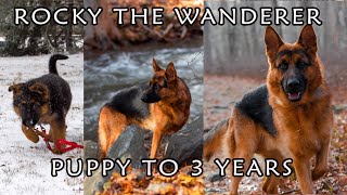 GERMAN SHEPHERD PUPPY GROWING UP  8 WEEKS TO 3 YEARS [upl. by Izak]