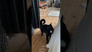 Hcatcatlover fumny fumnyvideos foryou fypage fyp fumnycatcats [upl. by Holmes]