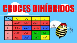 ❌CRUCES DIHÍBRIDOS 🟦❌🟨 EJERCICIOS utilizando cuadro de Punnet [upl. by Nala]