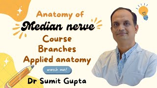 MEDIAN NERVE ANATOMY [upl. by Annayi]