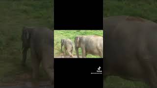 vacationideas thailand travel couplesdestination elephant elephantsanctuary [upl. by Derzon213]