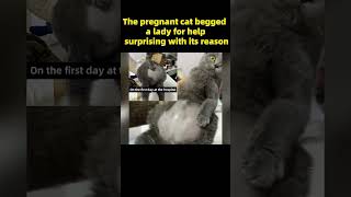 Cat Pregnant Moment 🐱 shorts short viralshorts catpregnancy [upl. by Andromeda]