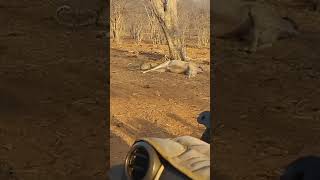 Beautiful leopard feeding on a kudu kill  Botswana  Ngoma Safari Lodge wildlife animals [upl. by Rooker272]