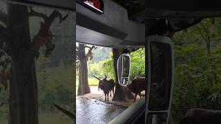 Ankole Watusi ankolewatusi ankole watusi tamansafariindonesia tamansafari taman safari [upl. by Alyahs]