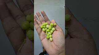 Gooseberry Tree In Singapore  COOL KIDS SG [upl. by Jacoby]