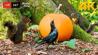 🔴 247 LIVE Cat TV for Cats to Watch 😺 Cute Birds Squirrels and A Pumpkin 4K [upl. by Mayor]