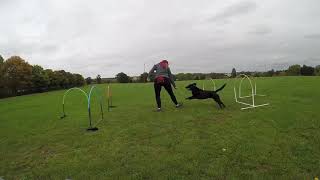 Front Cross Hoopers Agility [upl. by Bird]