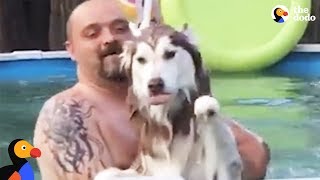 Husky Dog Jumps Into Pool To Be With Dad  The Dodo [upl. by Alyak]