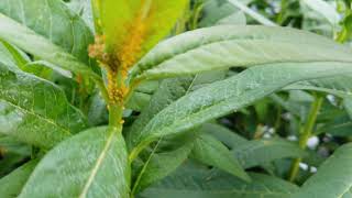 Milkweed Infested With Yellow Aphids at Home Depot [upl. by Brian]