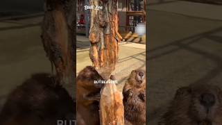 😲The Clever Way Beavers Avoid Dangershorts ytshorts nature [upl. by Igor]