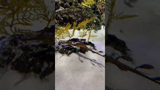 Sea dragonsyngnathidae singapore fun youtubeshorts funnyshortsvideo funnymoments fishvideo [upl. by Proudfoot123]